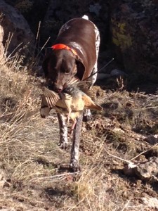 chukar retrieve